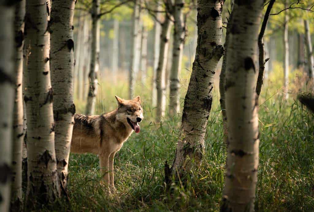 Yamnuska Wolfdog Sanctuary