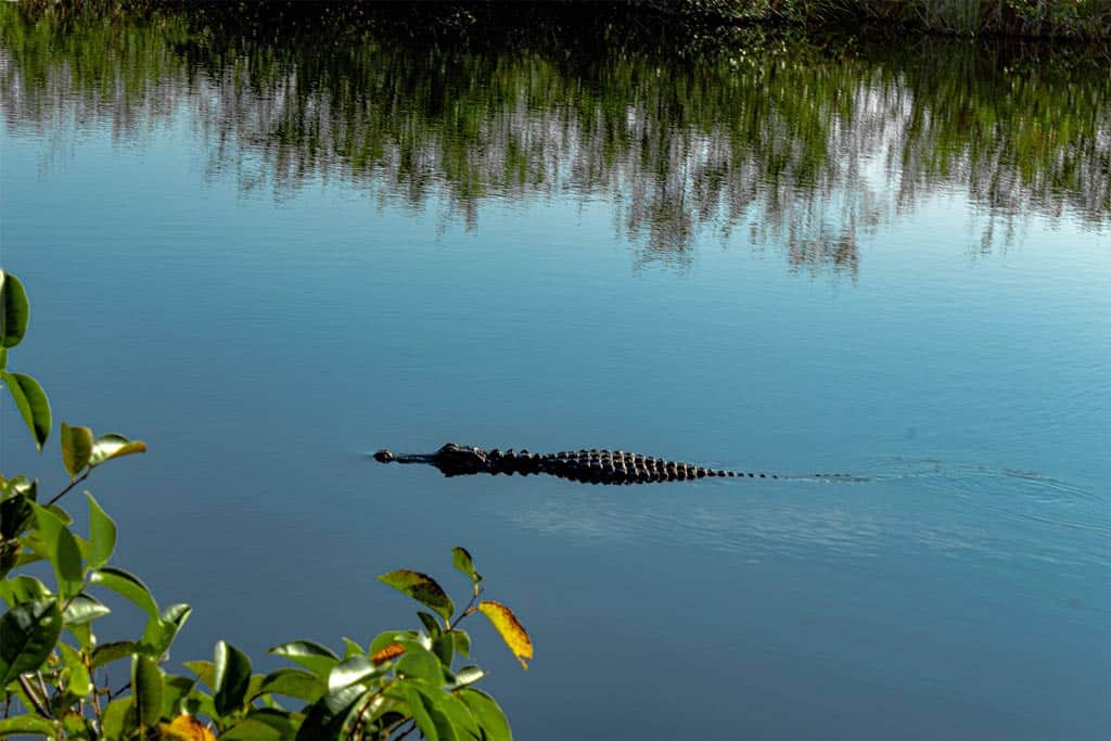 Everglades National Park Florida