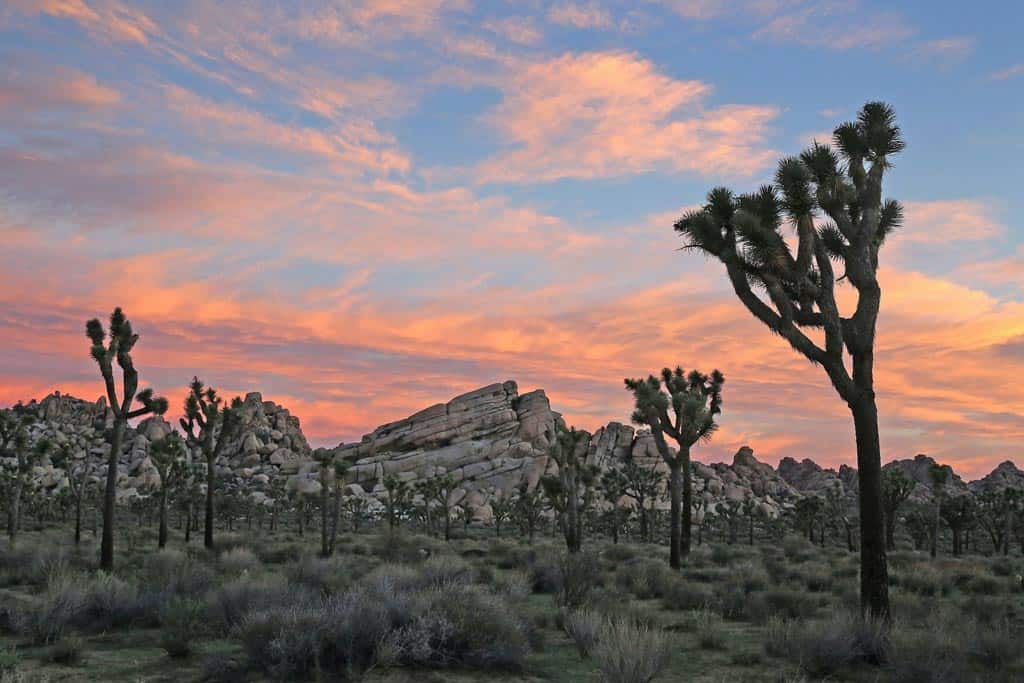 Joshua Tree