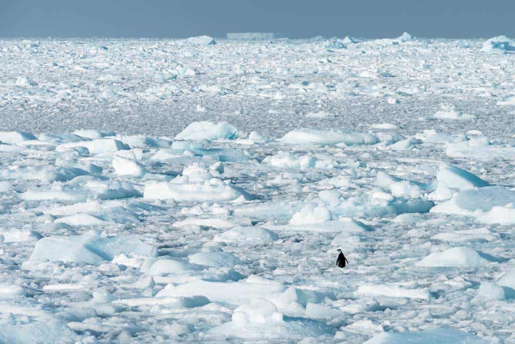 Adelie Penguin Sea Ice When To Visit Antarctica