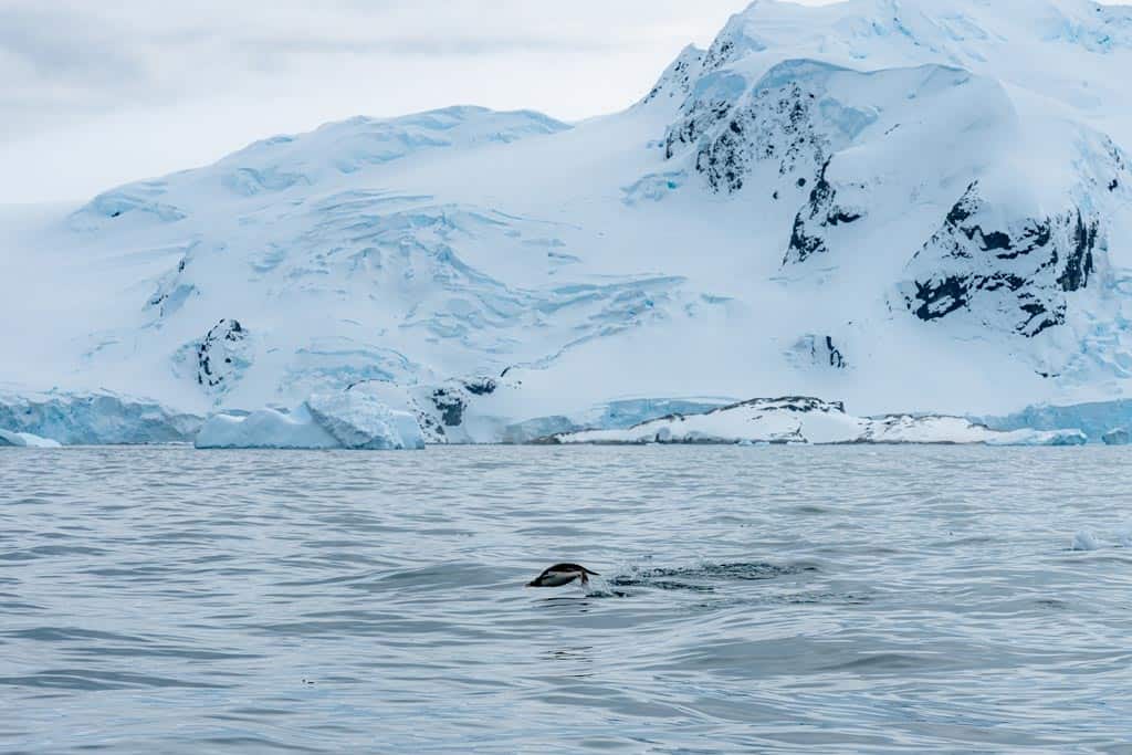 Gentoo Penguin Jumping Antarctica In February