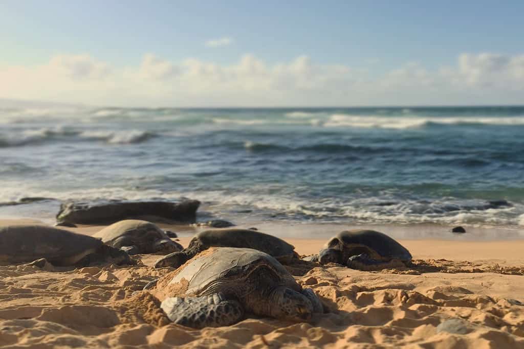 Ho'okipa Beach Park