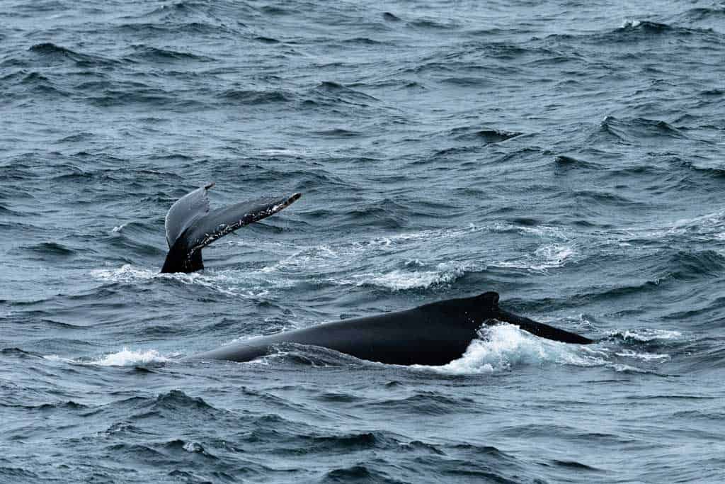 Antarctica In March Humpback Whales
