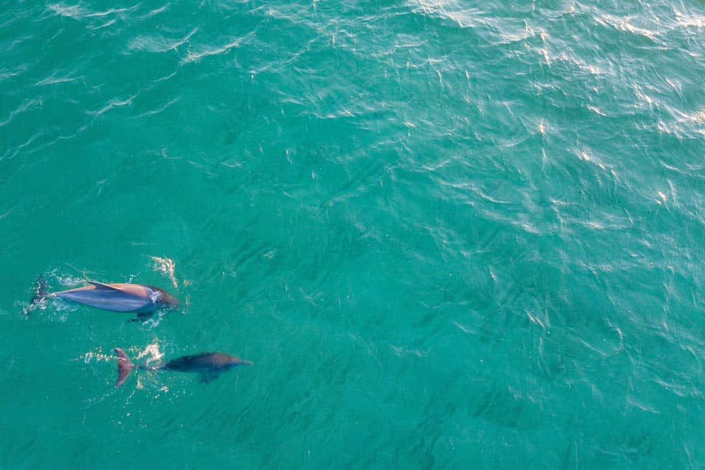 Dolphins Pensacola Beach