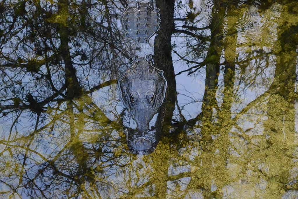 Florida Everglades