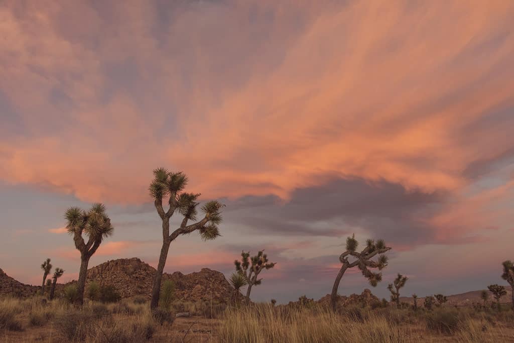 Joshua Tree National Park