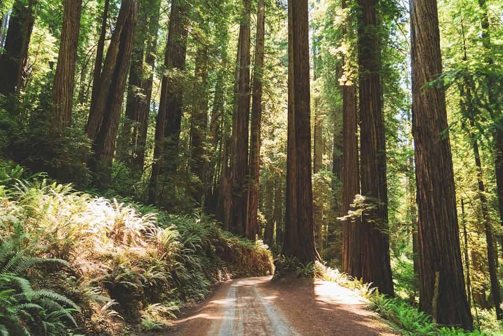 Redwood National Park