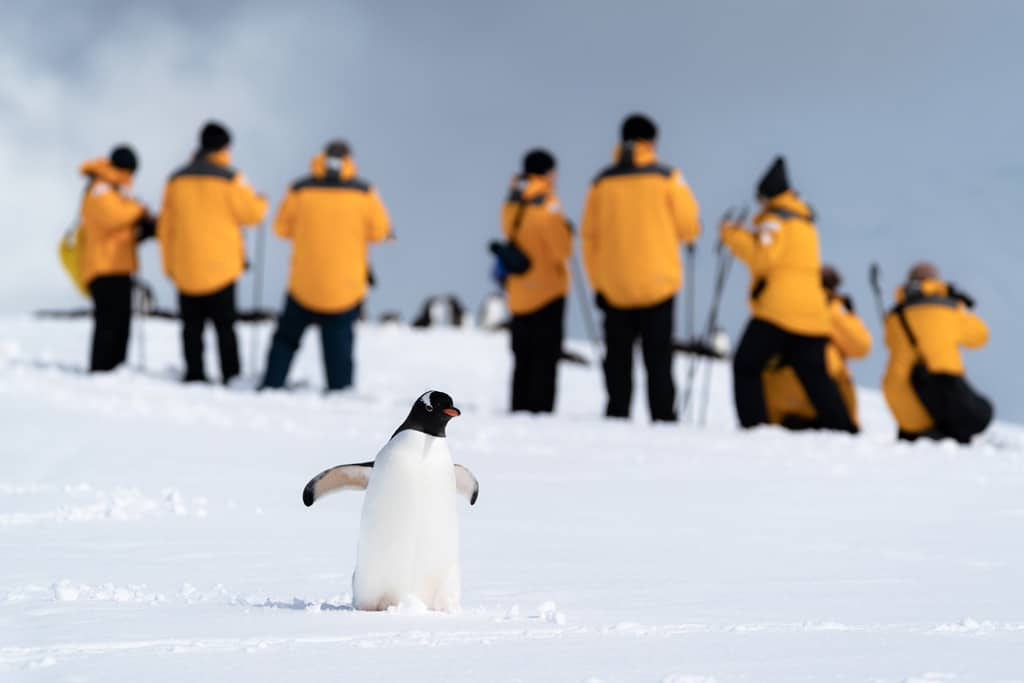 Penguin With People