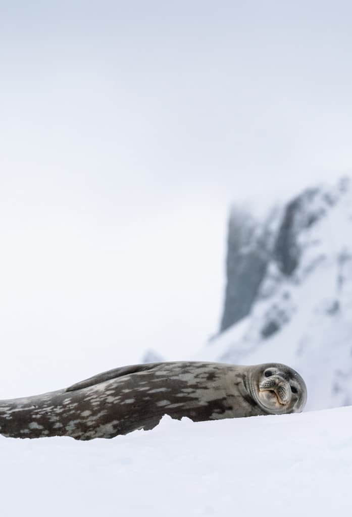 Seal Resting