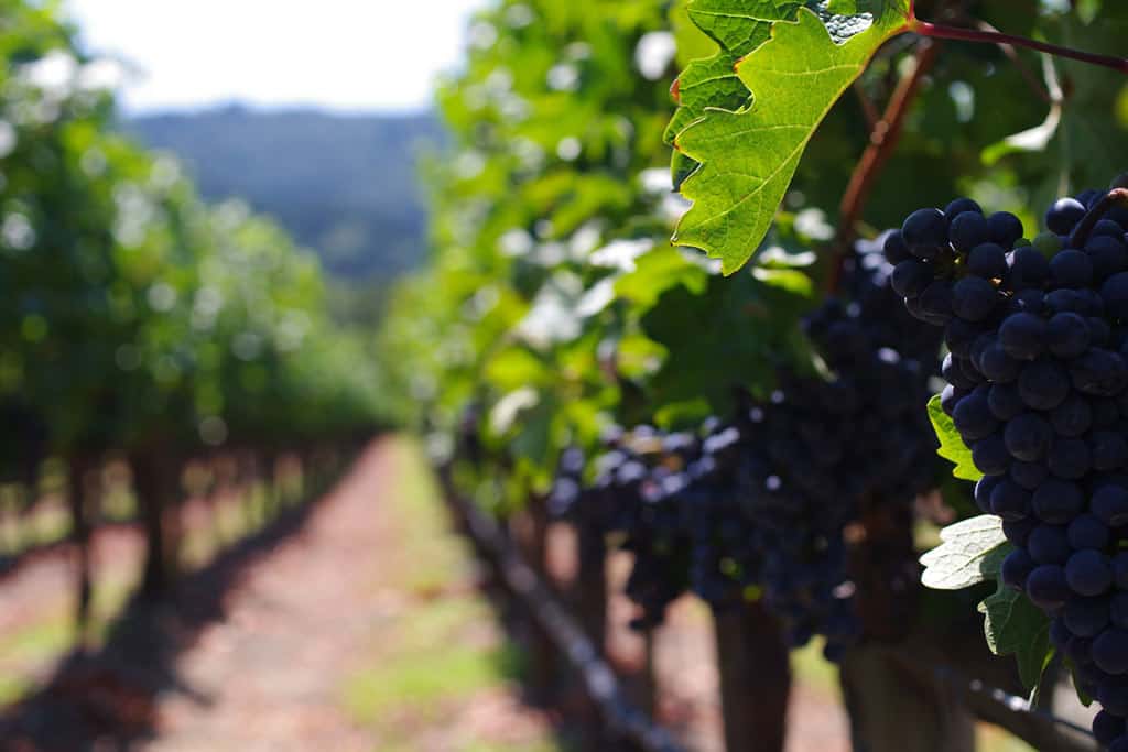 Cabernet Sauvignon Napa