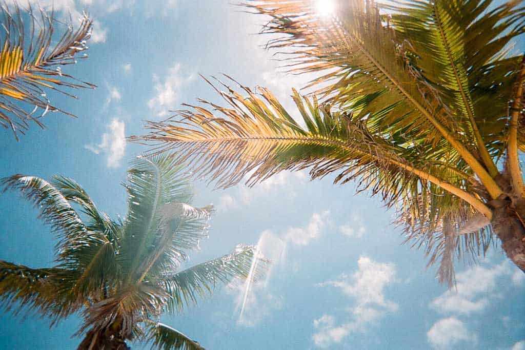 Naples Florida Palm Trees
