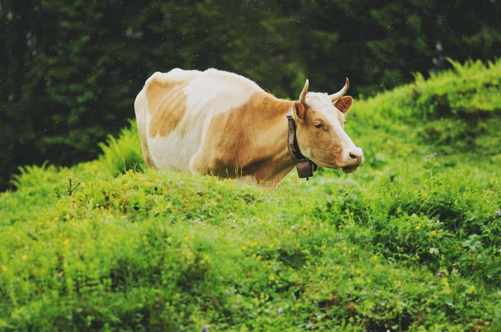 Swiss Cows