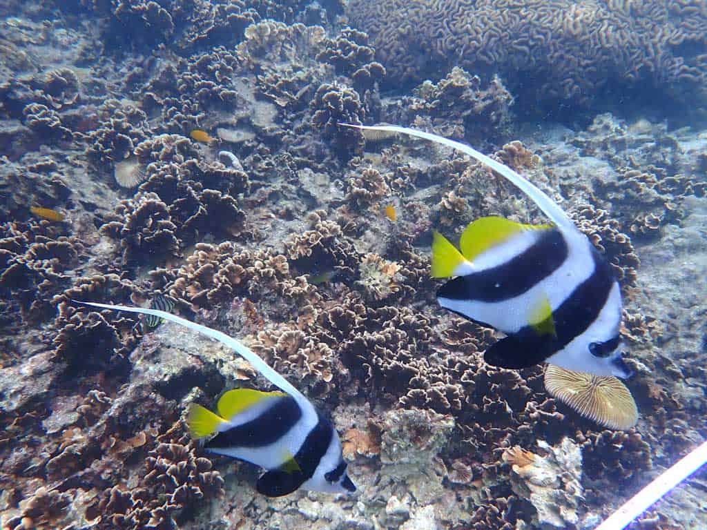 Bannerfish