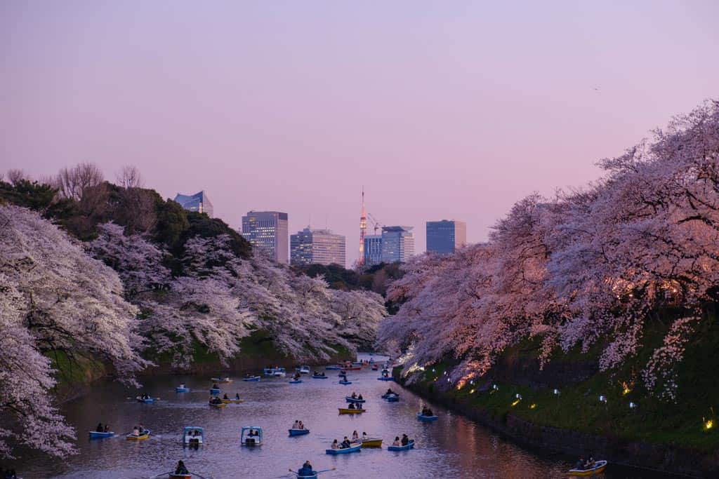 Sakura Cherry Blossoms Tokyo Japan