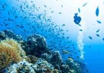 Conservation Diving and the Ecological Monitoring Program in Koh Tao