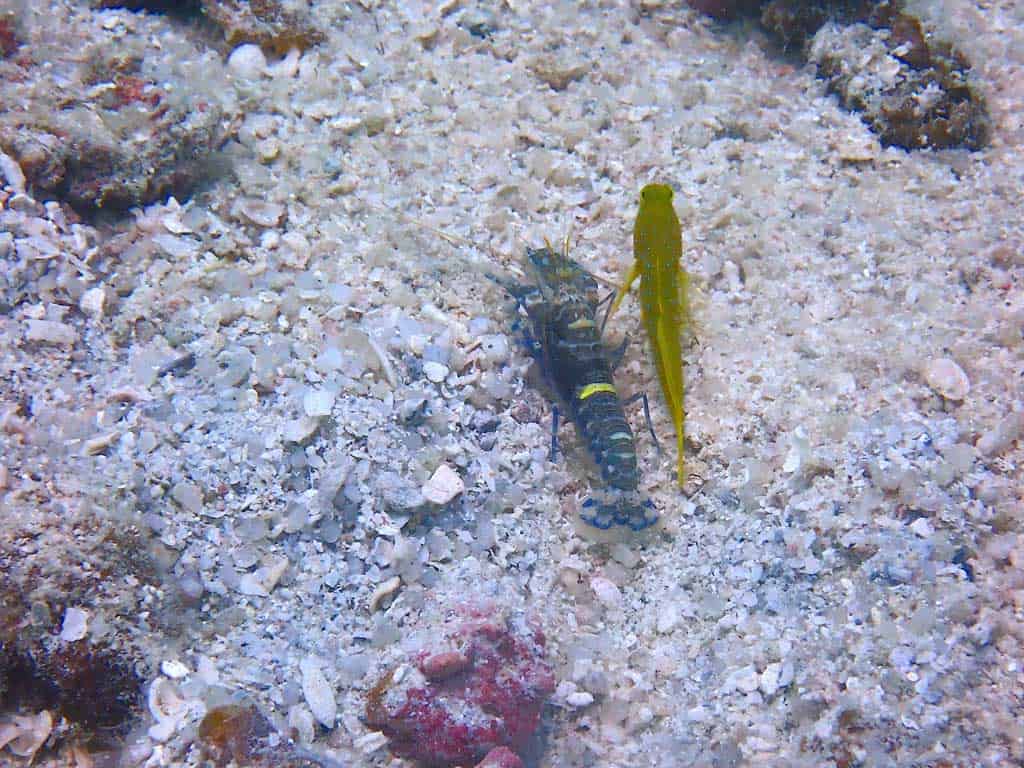 Goby Fish And Snapping Shrimp