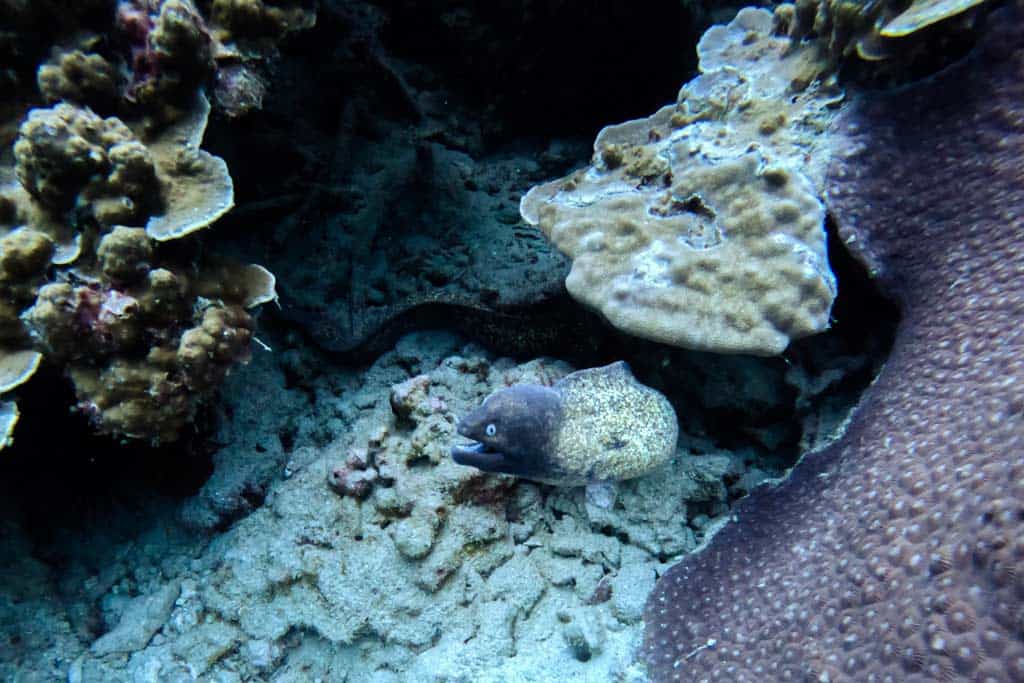 Moray Eel