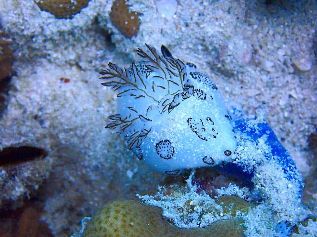 Nudibranchs Koh Tao