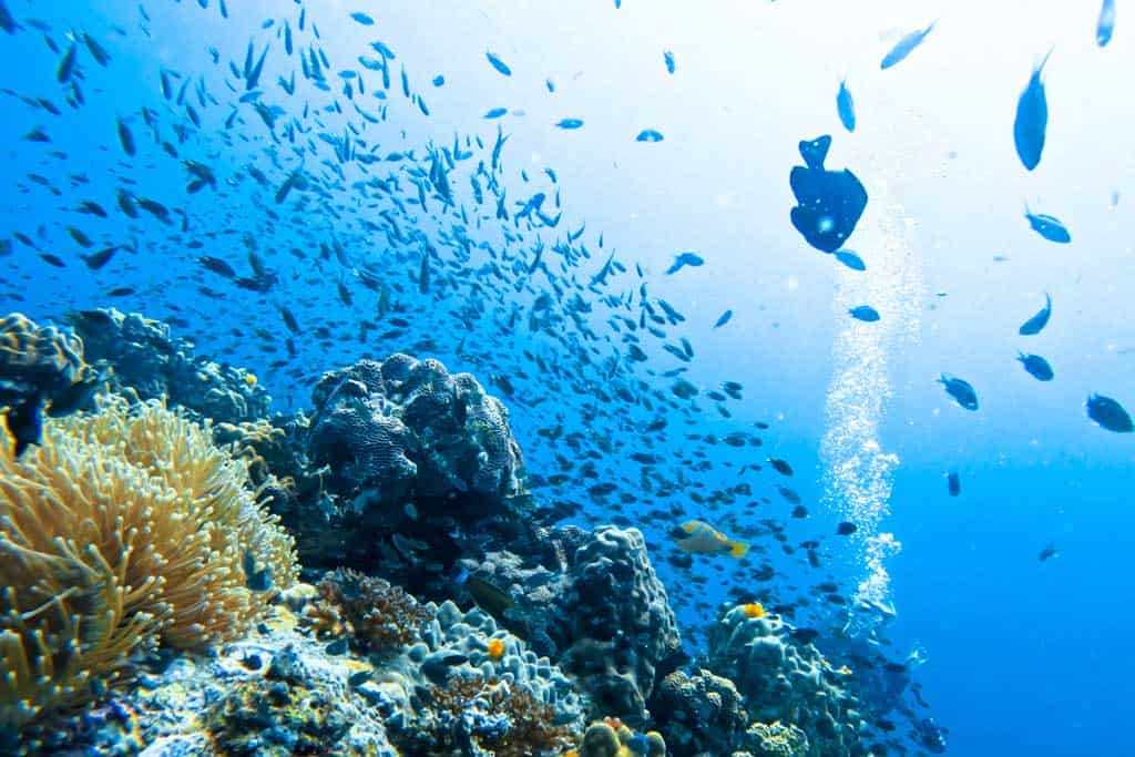 Reef And Fish Koh Tao