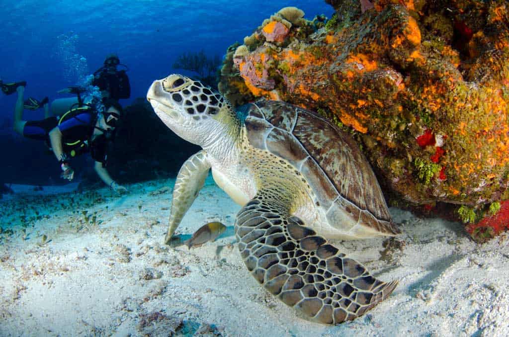 Turtle Under Rock