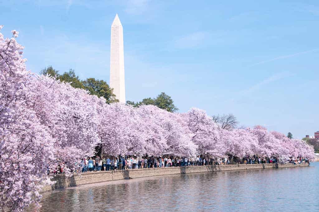 Washington Dc Cherry Blossoms