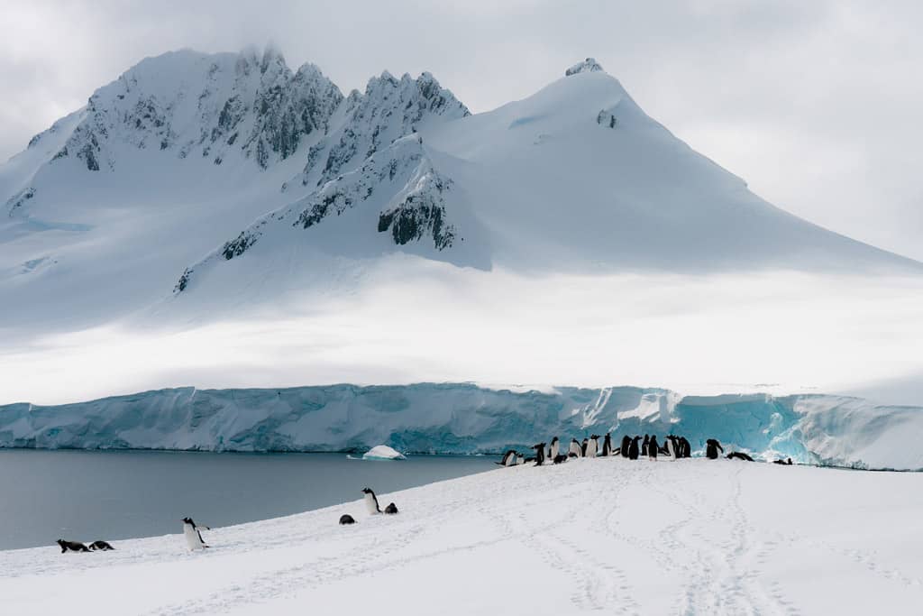 Gentoo Penguins Antarctic Peninsula