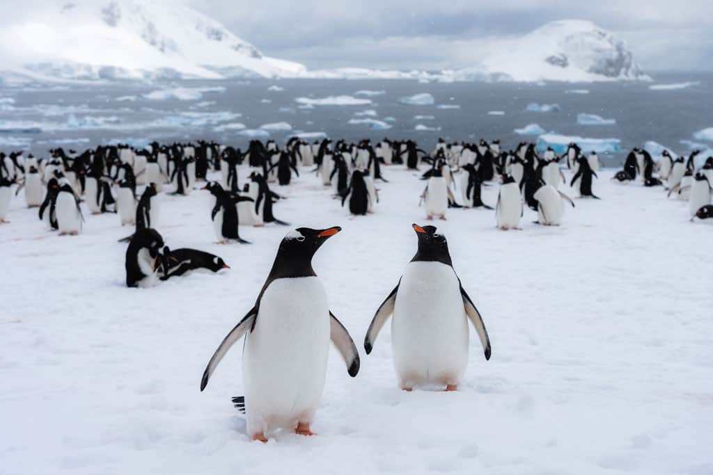 Two Gentoos Standing Proudly Danco Island