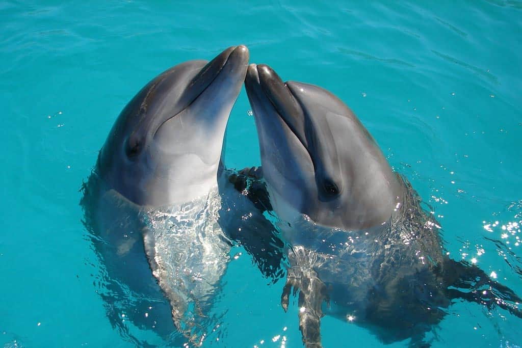 Dolphin Florida
