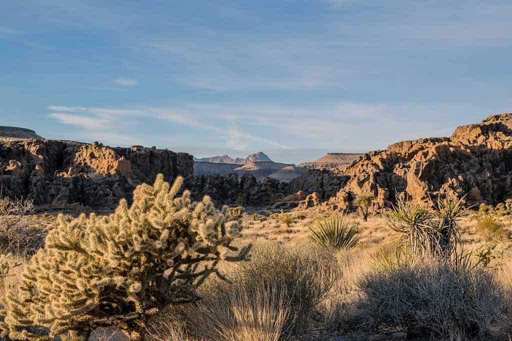 Mojave Desert