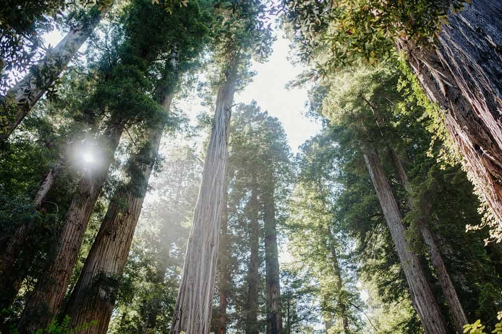 Redwood Forest