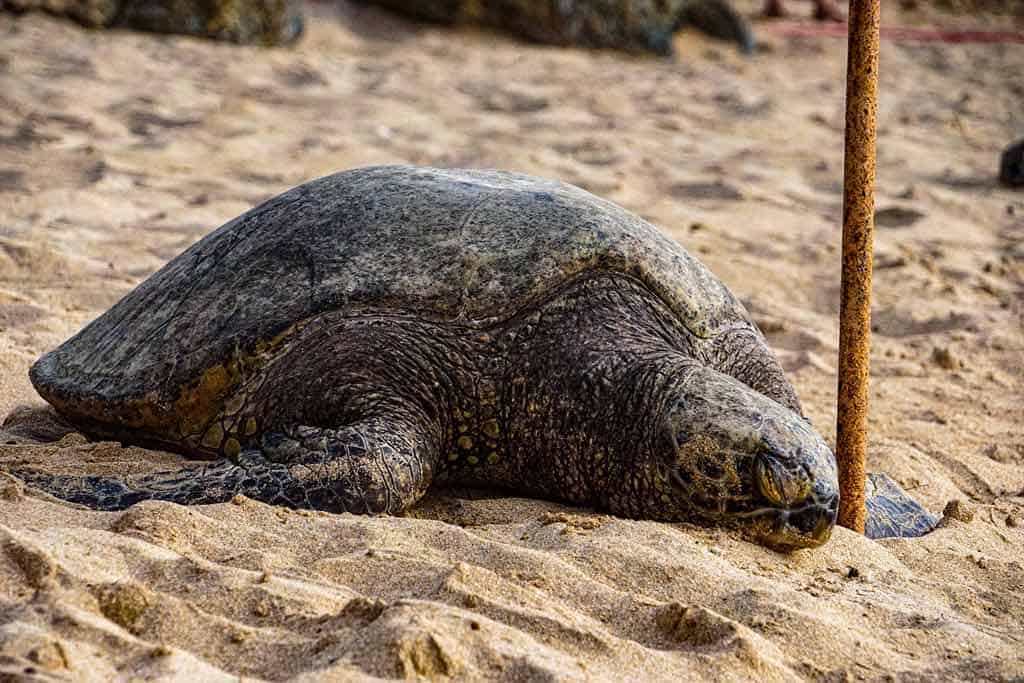 Laniakea Beach Turtle