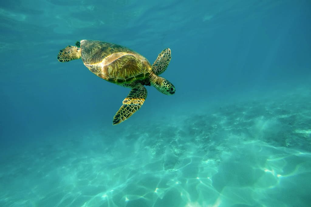Sea Turtle Hawaii
