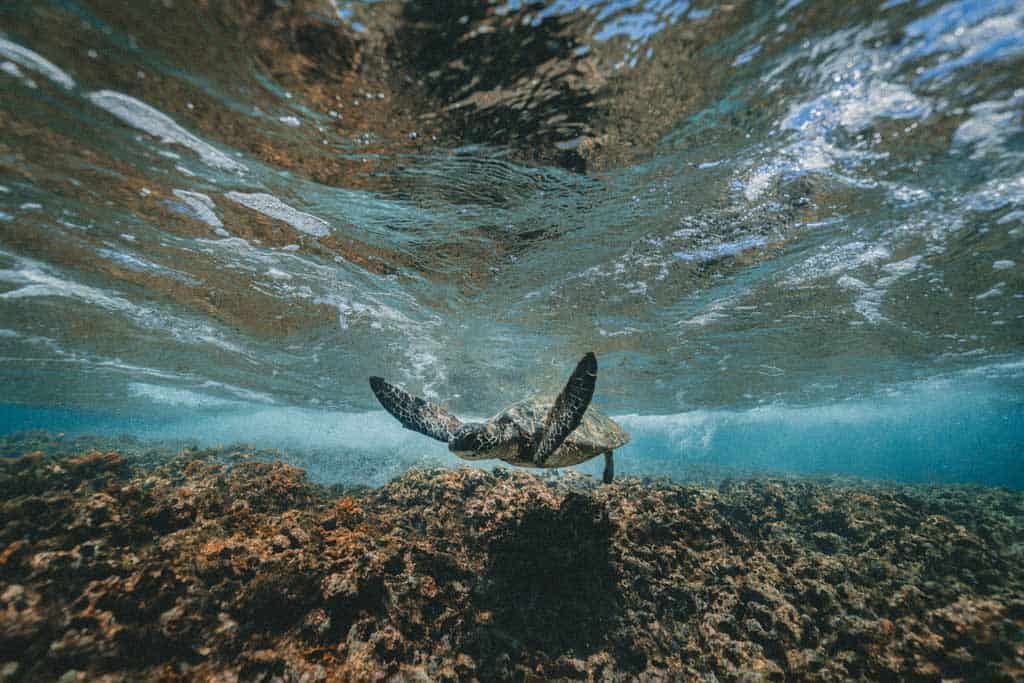 Sea Turtle Kauai