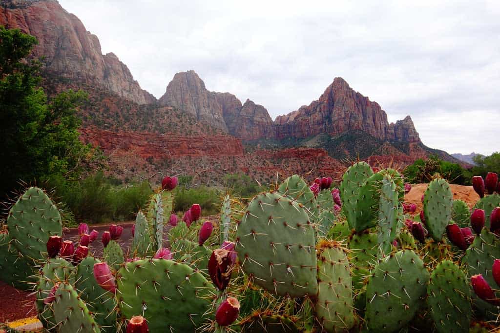 Zion National Park