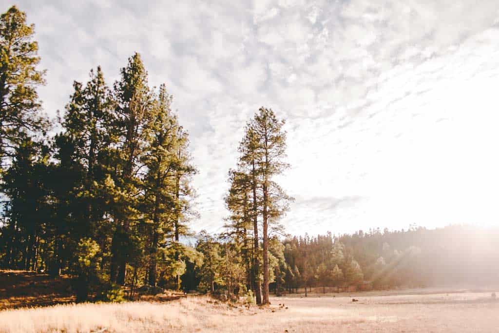 Coconino National Forest