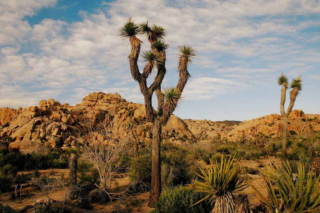 Joshua Tree