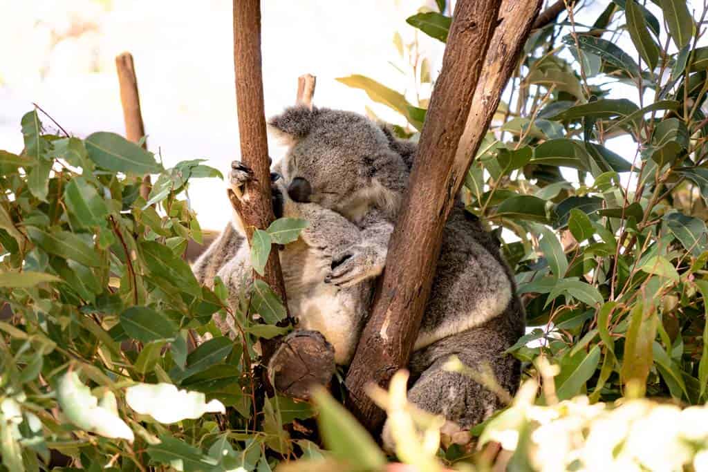 Koalas In Currumbin