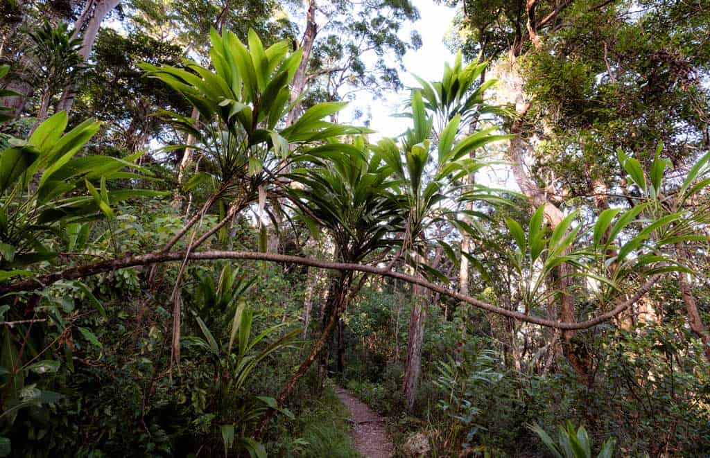 Lamington National Park Hiking Trail