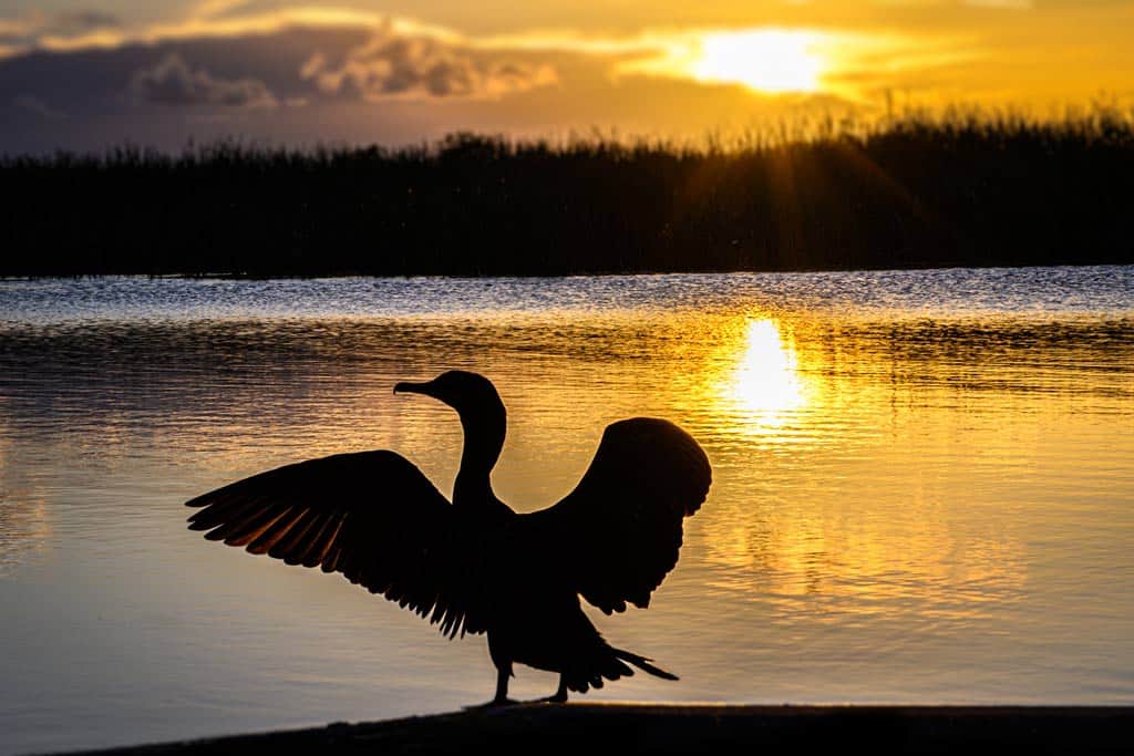 Florida Everglades