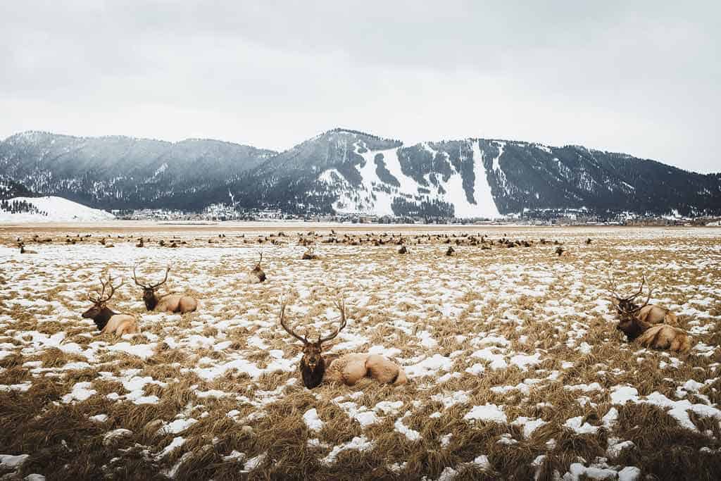 National Elk Refuge