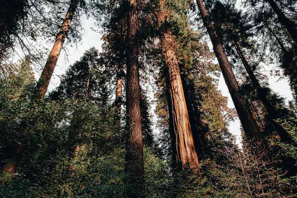 Sequoia National Forest