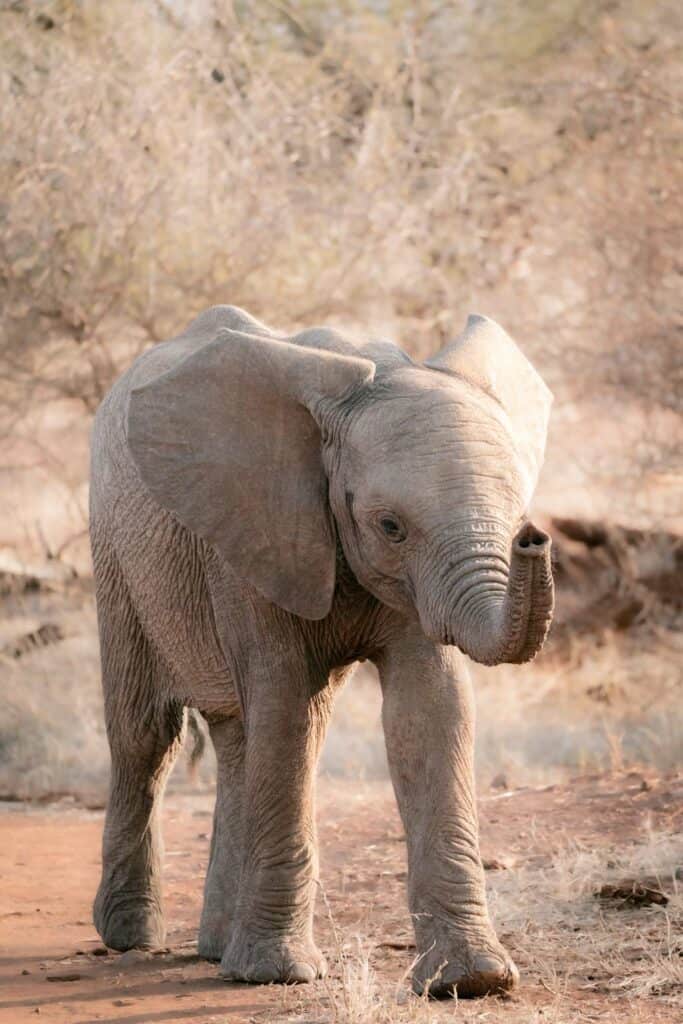 Baby Elephants