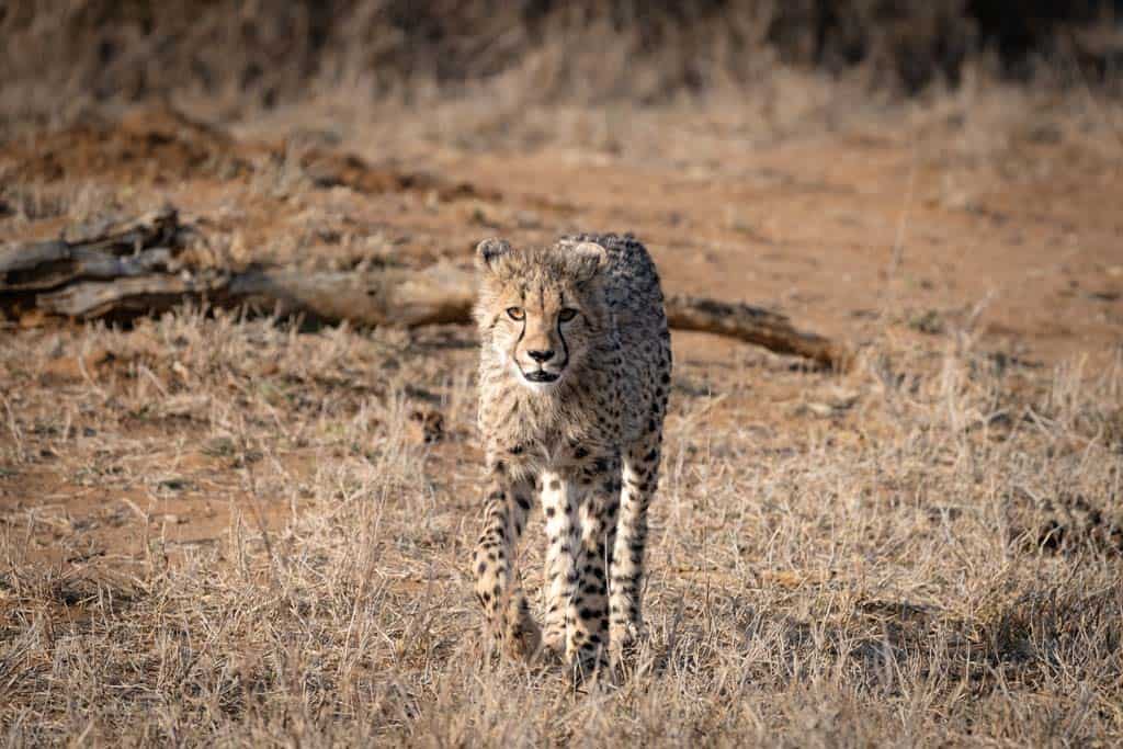 African Cheetah Safari Drive