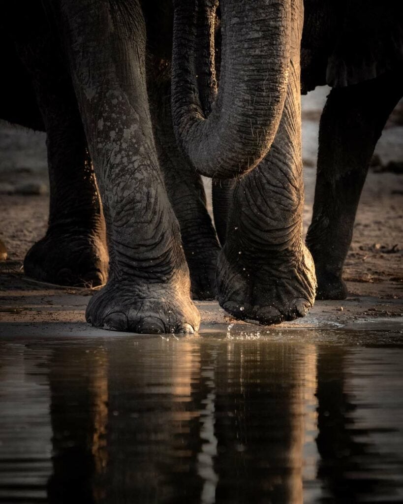 Elephant Legs And Trunk Illuminated Pangolin Hide