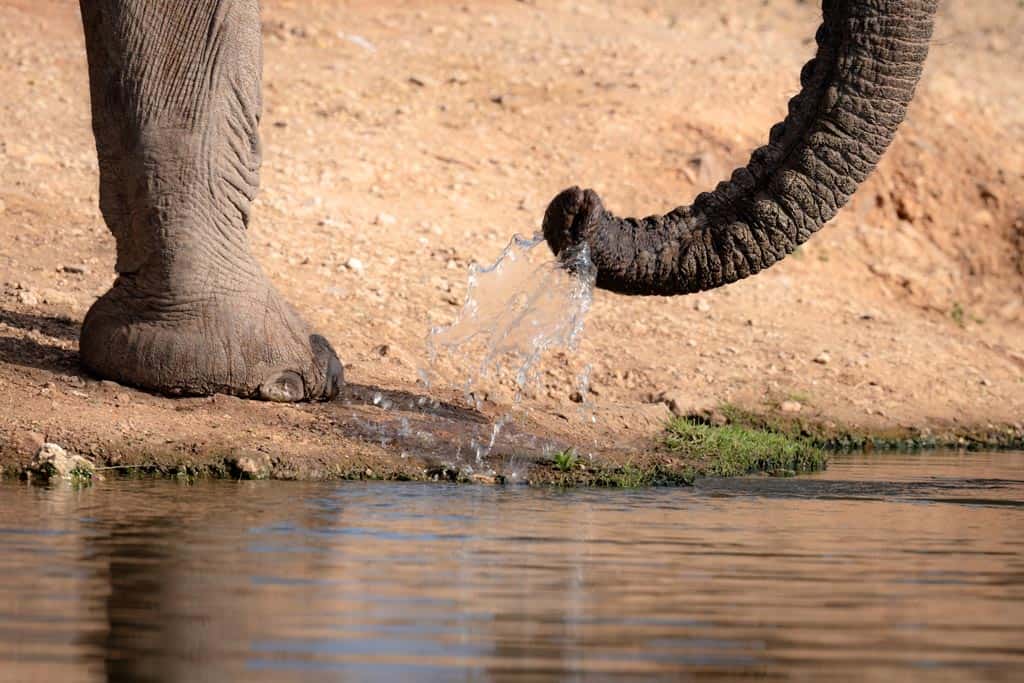 Elephant Trunk Flicking Water At Hide Madikwe Alesha Bradford