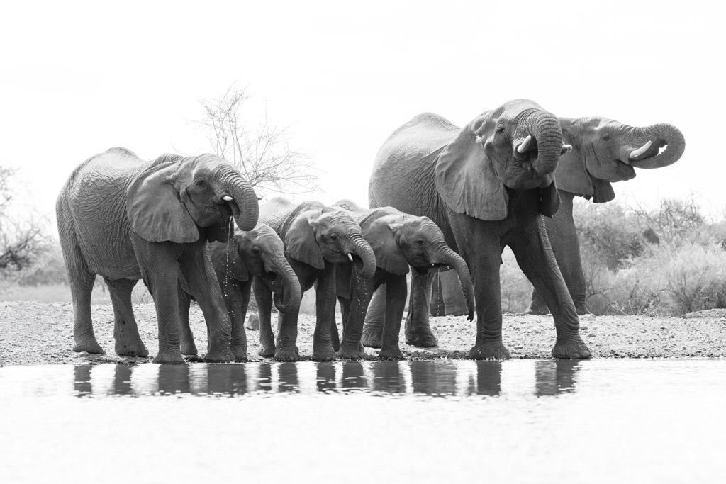 Jaci's Lodges Review Elephants Drinking