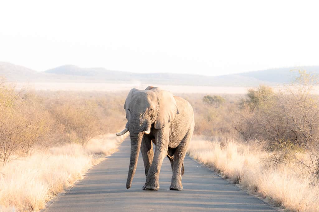 Elephant On Road Madikwe Game Reserve Review South Africa