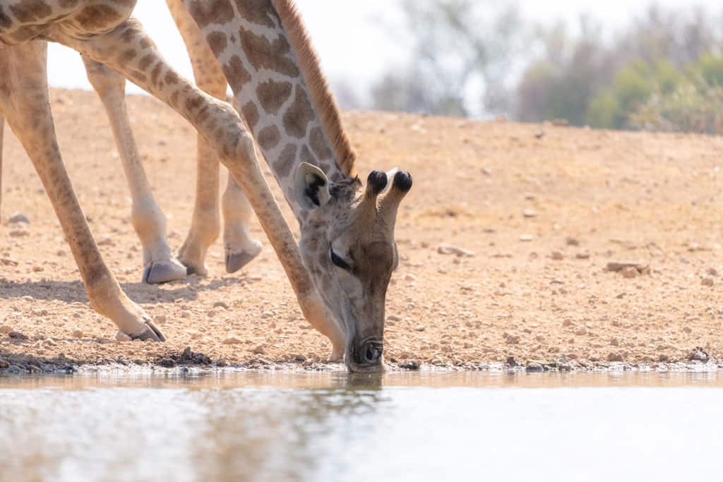 Giraffe Drinking From Terrapin Hide