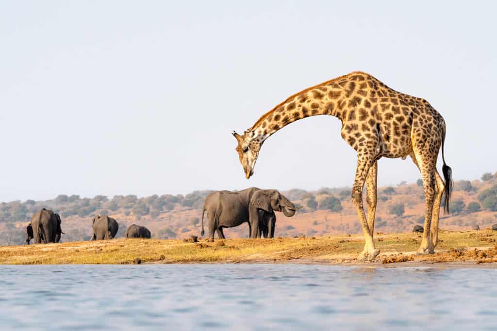 Giraffes And Elephants