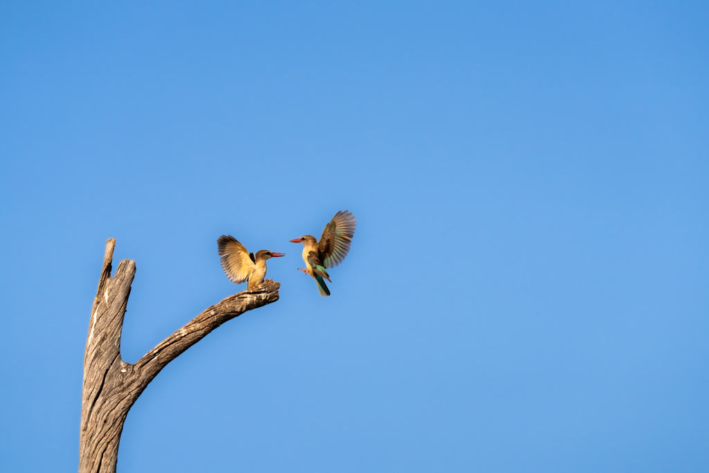 Half Collared Kingfishers Flying